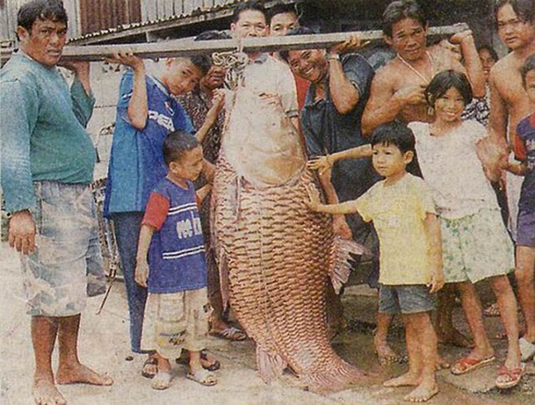 Ca chep Xiem khong lo lot luoi ngu dan, loai cuc hiem trong sach Do-Hinh-9