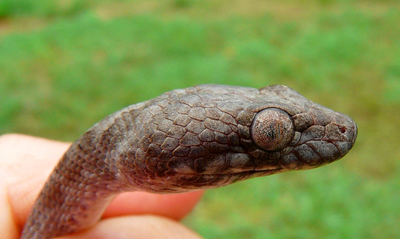 Amazing new species of 'ghost snake' in Madagascar-Picture-8