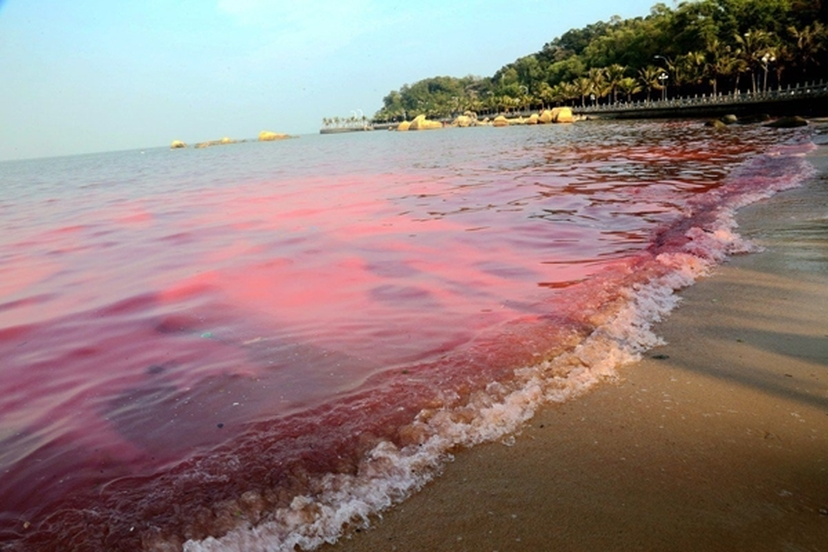 'Thuy trieu do' xuat hien tai Kien Giang: Canh bao nguy hiem!-Hinh-3