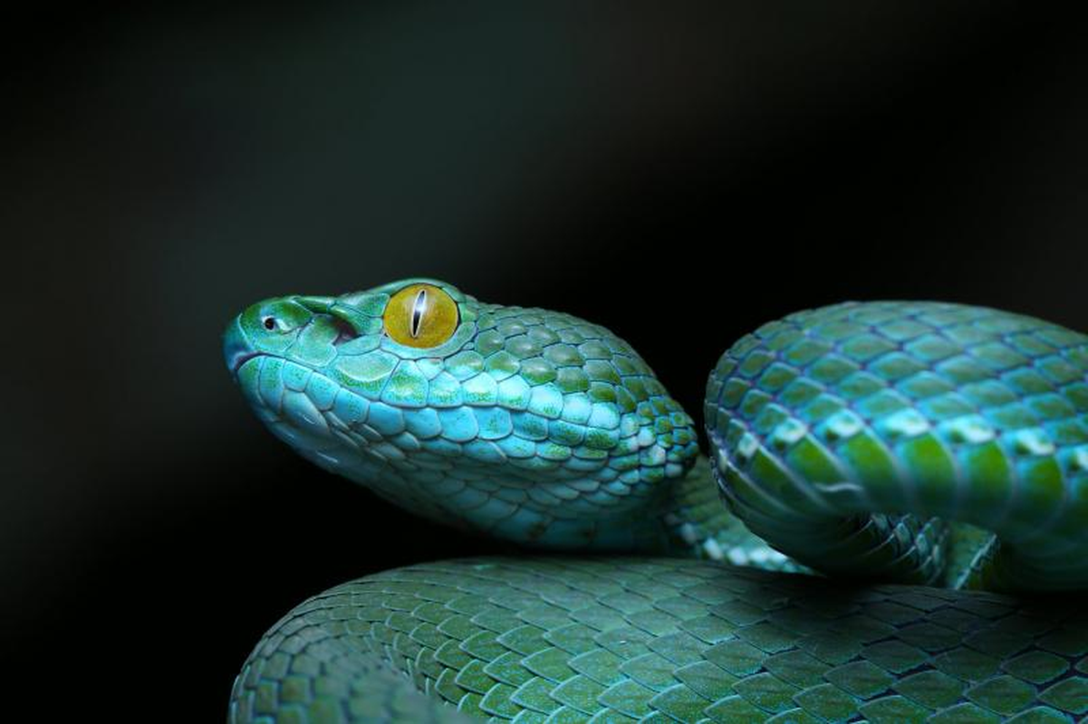 Amazing snakes with big, scary eyes-Picture-8