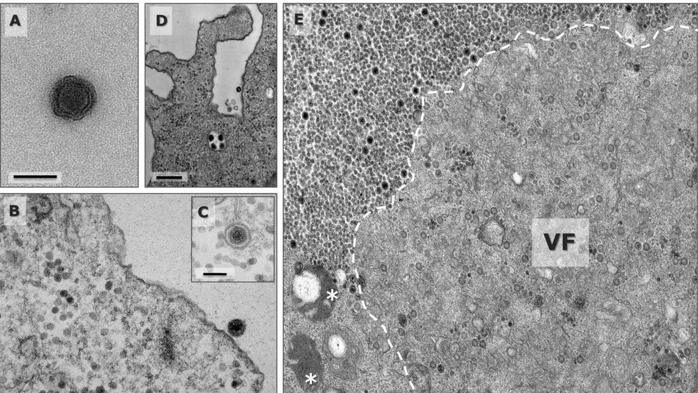 Virus 'than nuoc 'mang bo gene khien gioi khoa hoc sung sot-Hinh-3