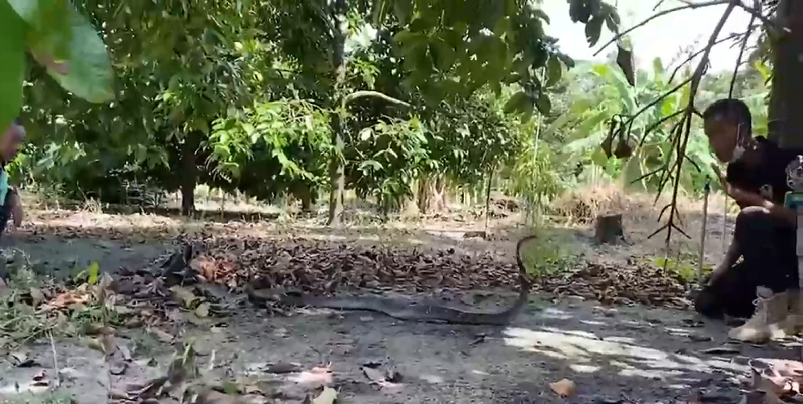 Bare-handed shrimp caught a 4m long 'quai thu' without a fish