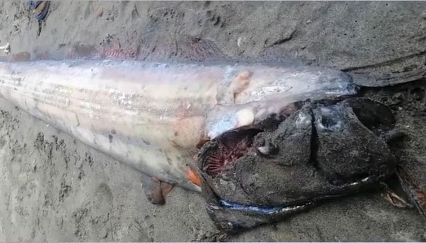 Fishermen caught a 'sea monster' that caused a tsunami on the sea.