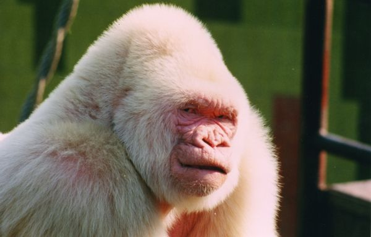 Top 8 famous and beautiful white-robed animals