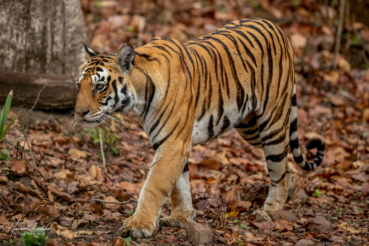 Ho Bengal sinh con o Dong Nai: Loai quy hiem nhat Trai Dat-Hinh-4