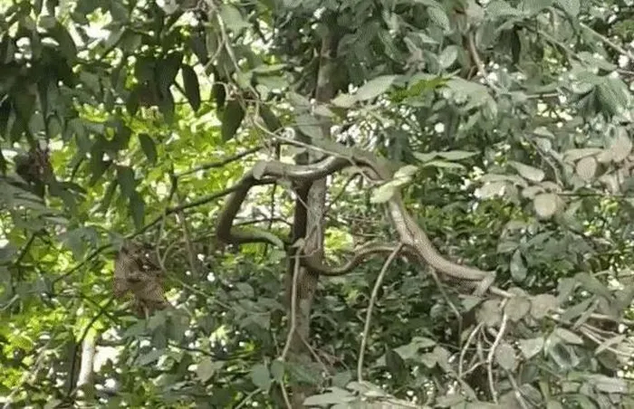 Suyt ngat khi thay 'quai thu' leo cay, lo lung tren dau