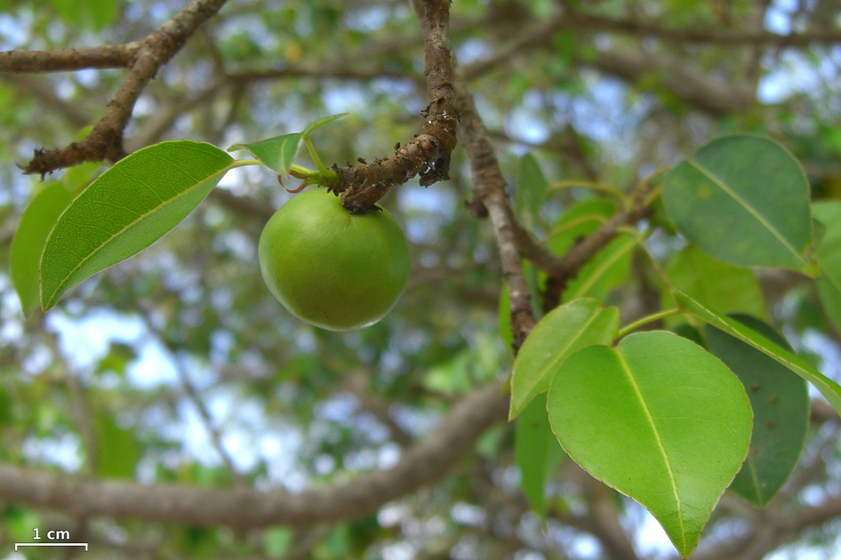 Be qua cua loai cay nay se khien ban 'hoa dien'-Hinh-6