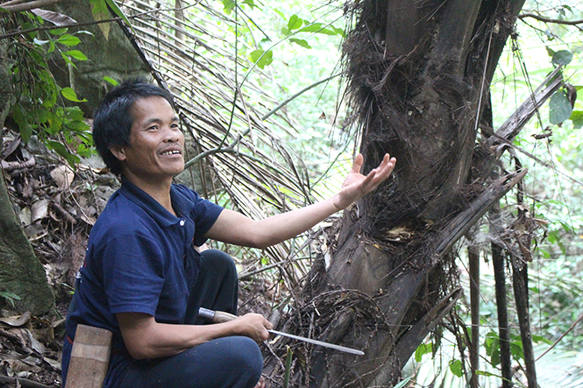 Loai cay chua thu duoc menh danh ‘de nhat tuu giua rung’ Viet Nam-Hinh-2