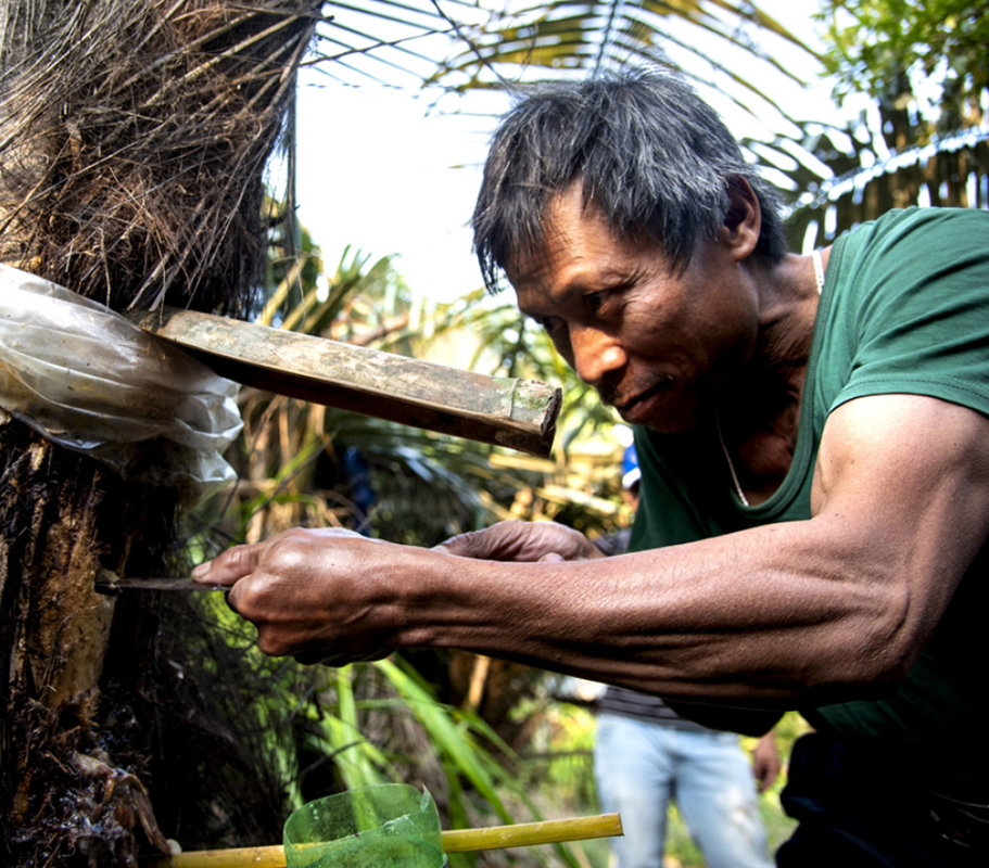 Loai cay chua thu duoc menh danh ‘de nhat tuu giua rung’ Viet Nam