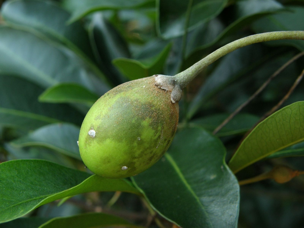 Nhung loai cay trong Sach do o Khu bao ton thien nhien Hon Ba-Hinh-15