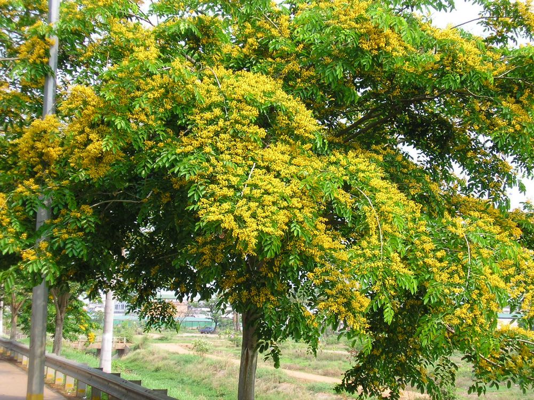 Nhung loai cay trong Sach do o Khu bao ton thien nhien Hon Ba-Hinh-9