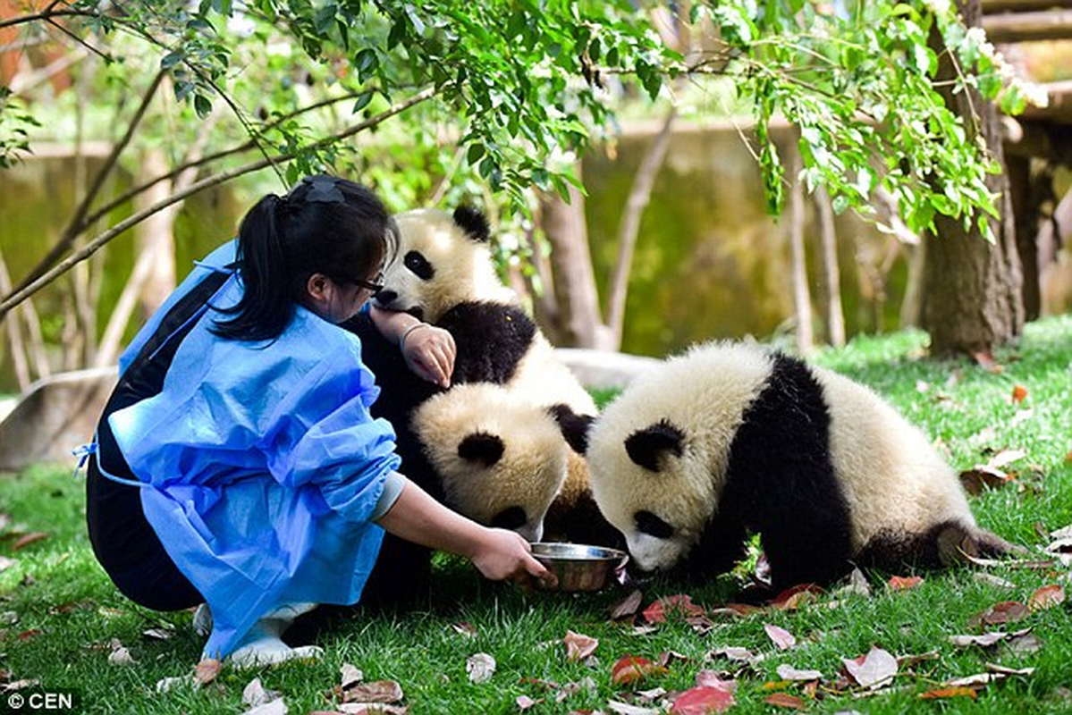 Ve ngoai bat ngo cua loai vat khien su tu phai 'de chung'-Hinh-2