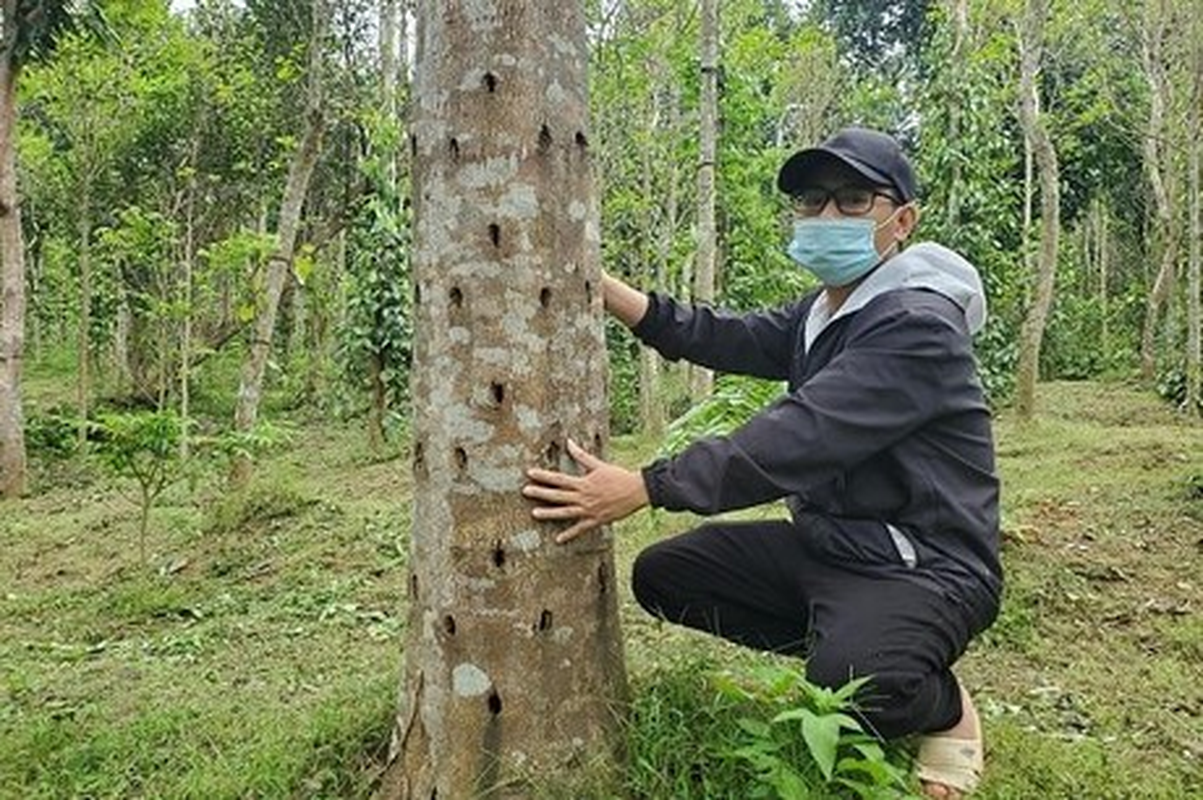 Ban ho khuc go quy hang dau Viet Nam, nong dan tiec 'ngat nguoi'-Hinh-8