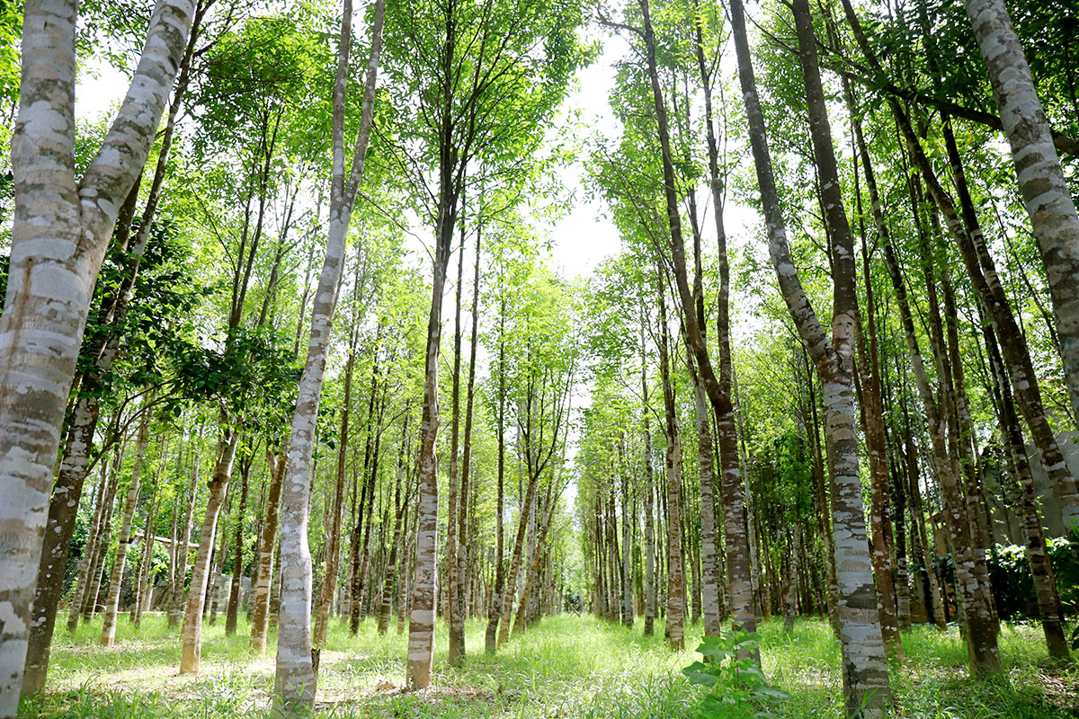 Nhat duoc khuc go la, nao ngo 'bau vat' ca doi khong dam nghi-Hinh-8