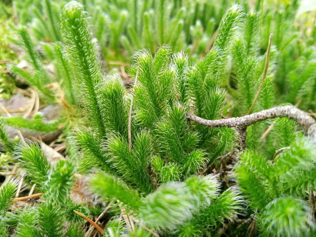 Doc la loai cay 'rong qua nui', dai gia rao riet san lung-Hinh-7