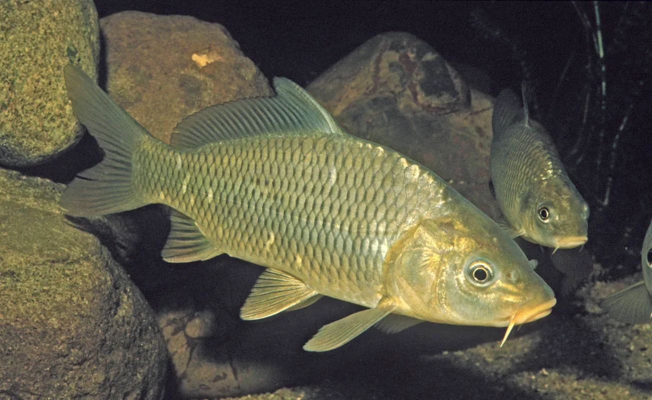 Ca chep hon 40 kg va loat quai ngu khung 'thi nhau' sa luoi-Hinh-3