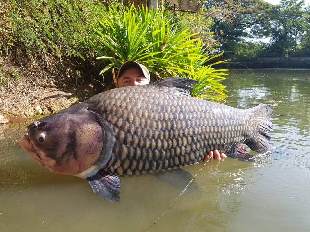 Ca chep hon 40 kg va loat quai ngu khung 'thi nhau' sa luoi-Hinh-5