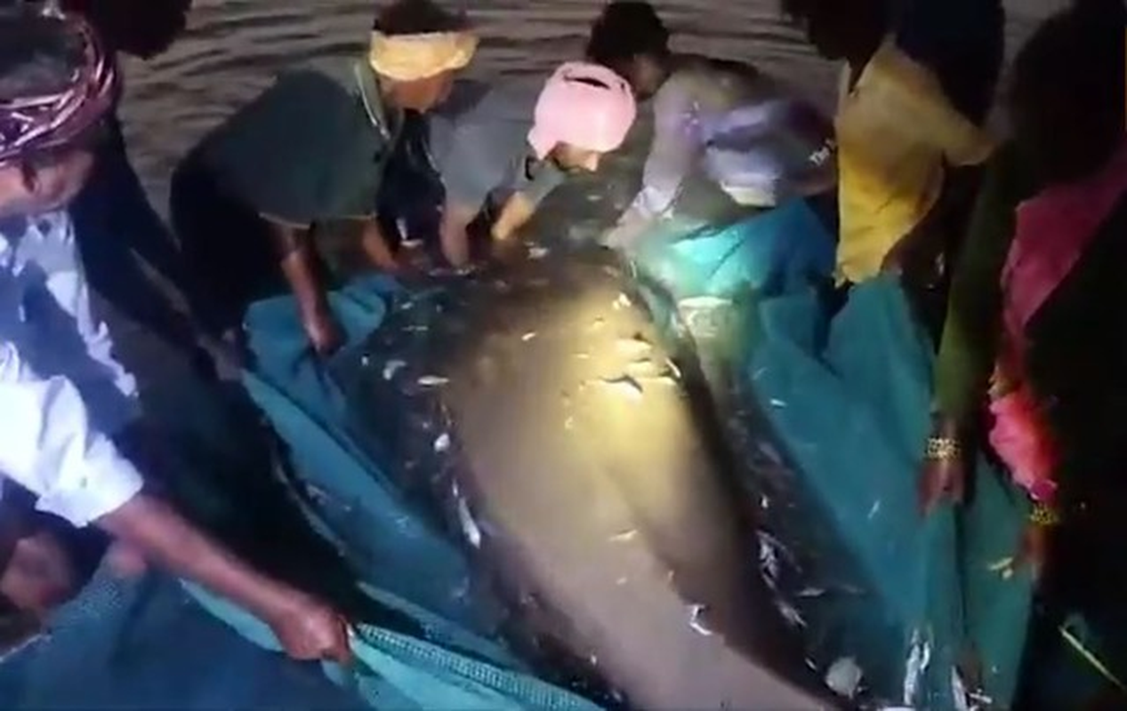 'Thuy quai' nang 800kg sa luoi, ngu dan sung sot tot do