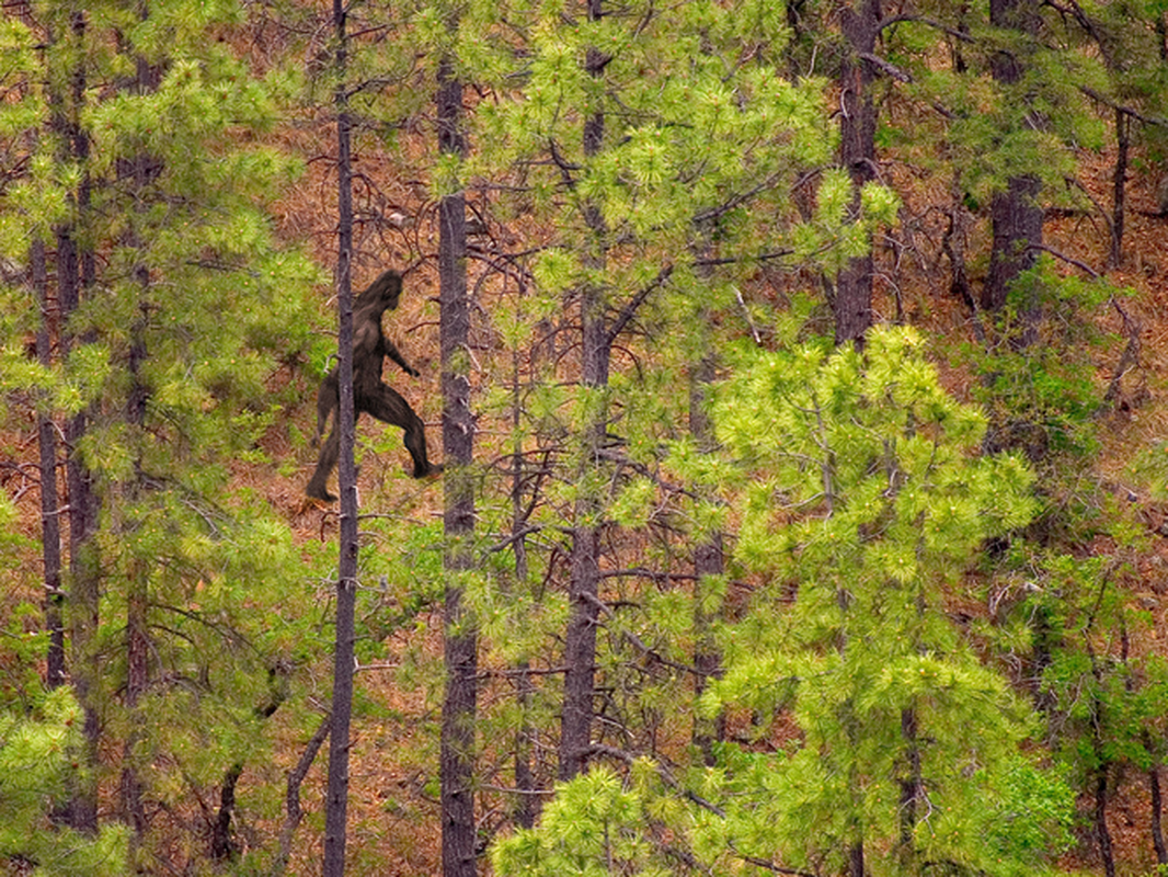 Kinh ngac quai vat Bigfoot hien nguyen hinh giua man dem-Hinh-7