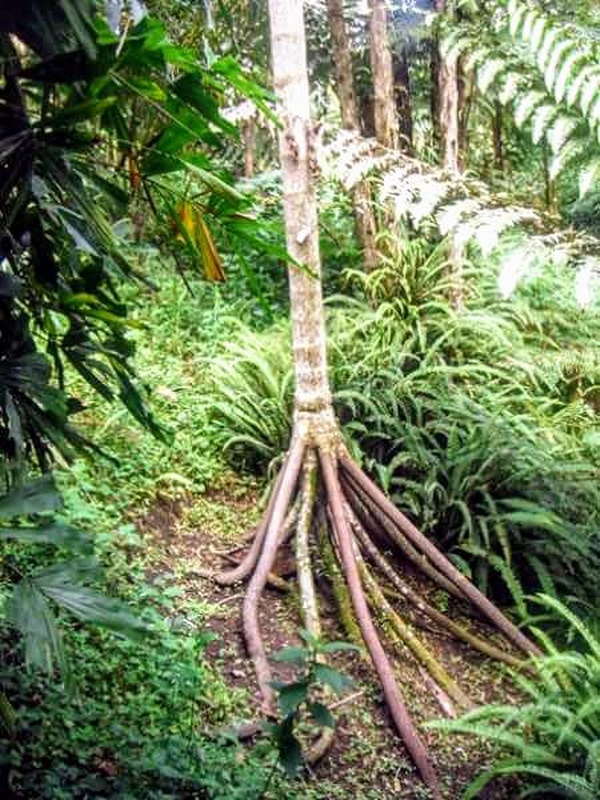 Doc la loai 'cay di bo' duy nhat tren the gioi-Hinh-4