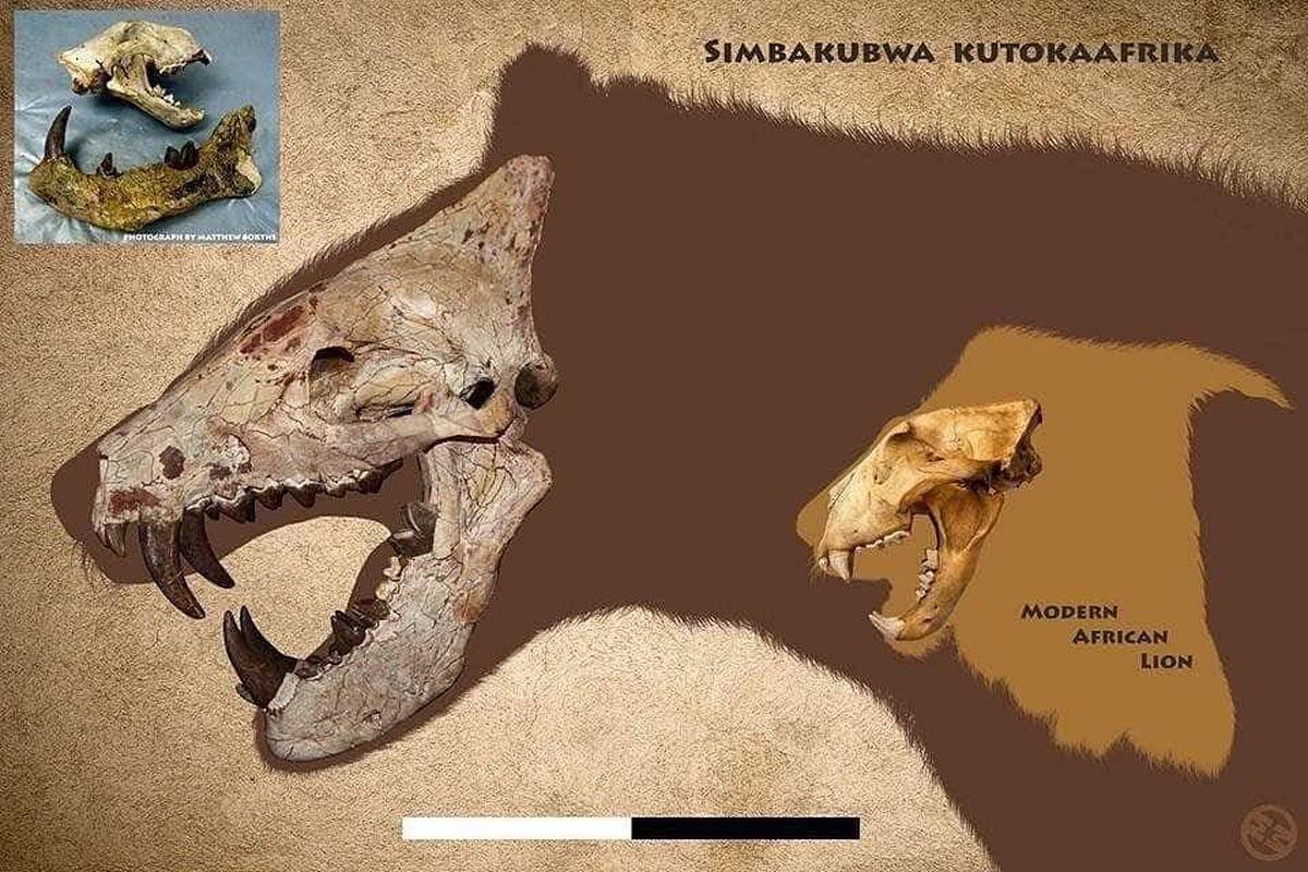 Khám phá kho lưu trữ hóa thạch, rùng mình quái thú khổng lồ lộ diện Kham pha kho luu tru hoa thach, rung minh quai thu khong lo lo dien