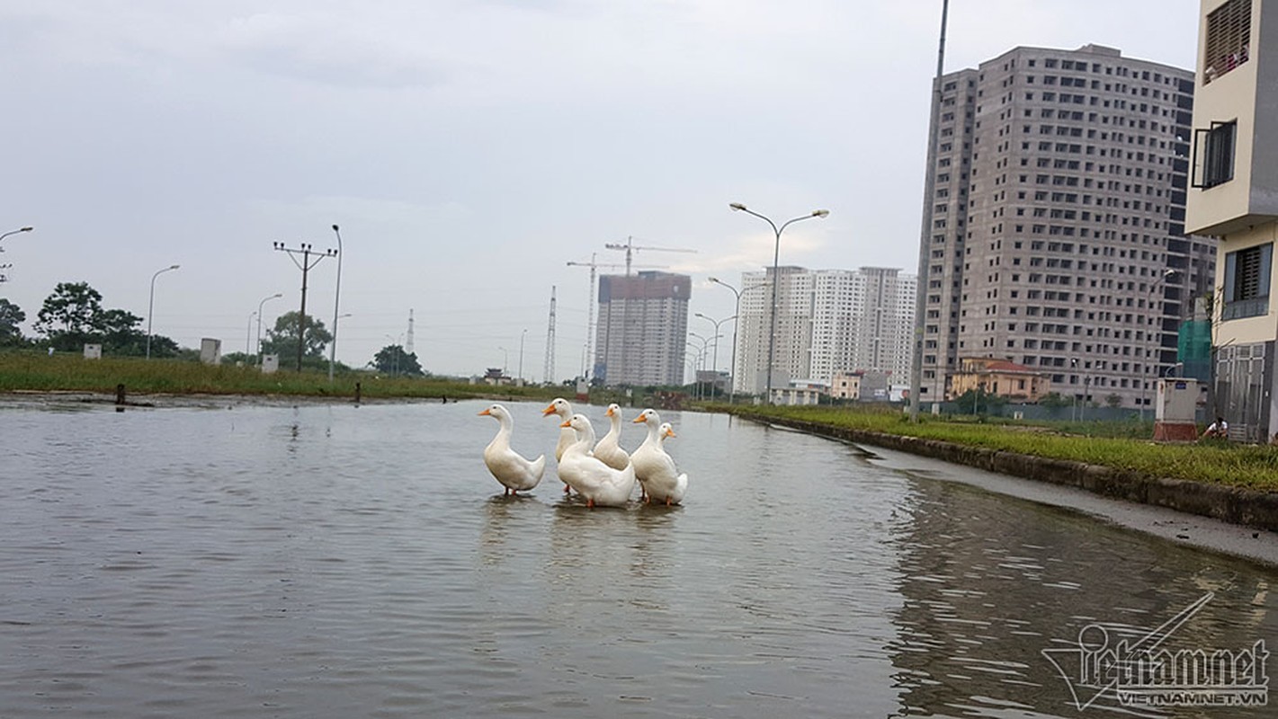 Pho Ha Noi vit loi tung tang-Hinh-3