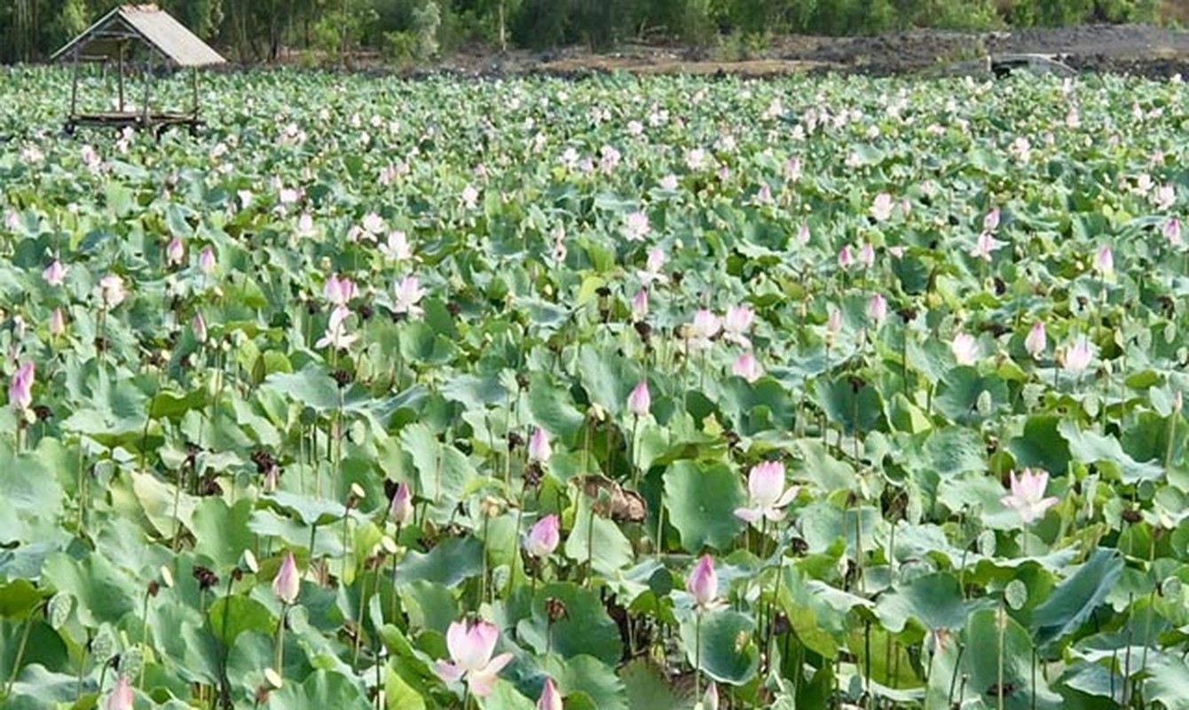 O vung cat nang nong lai co mot dam sen &quot;khung&quot; va dep vay-Hinh-3