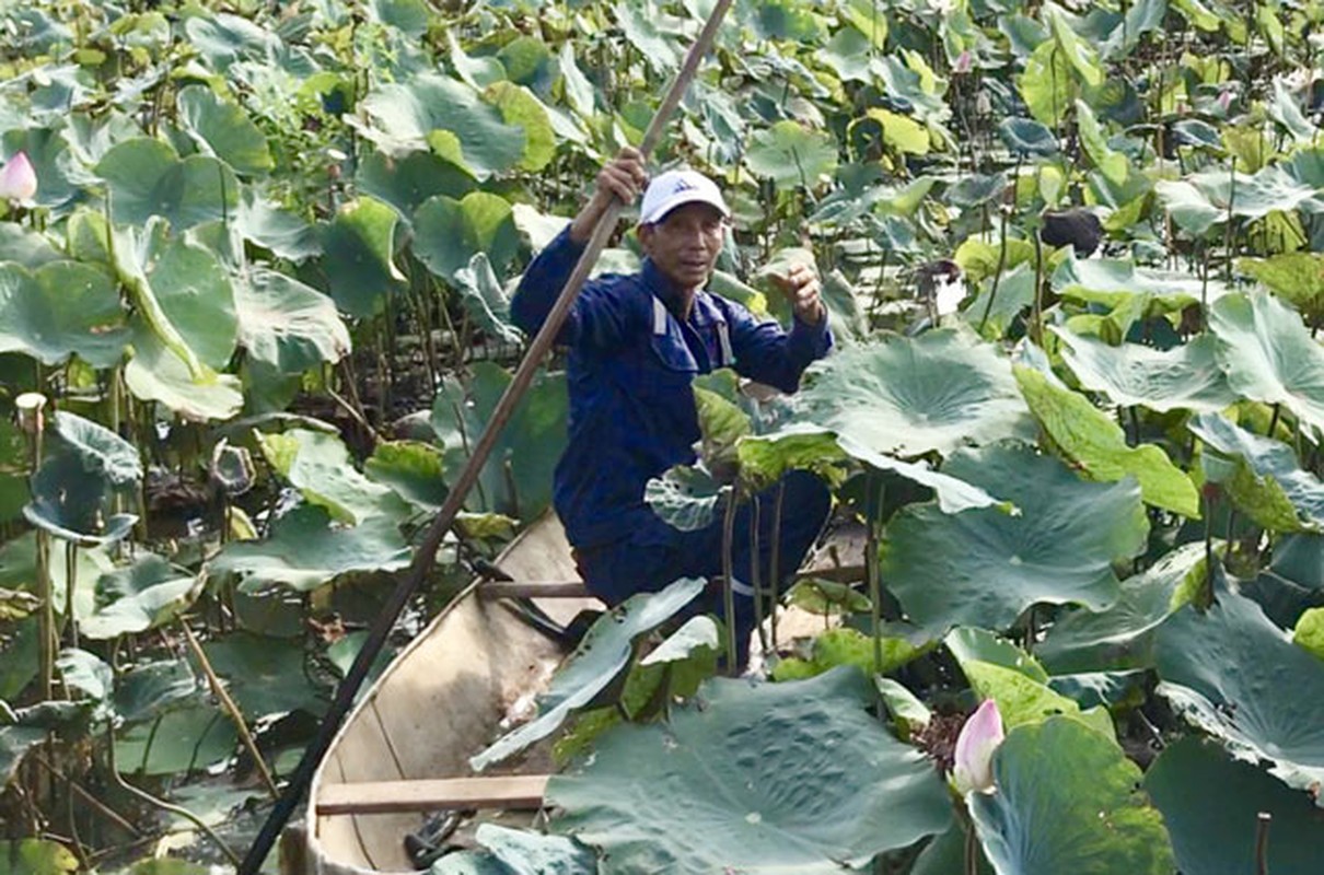 O vung cat nang nong lai co mot dam sen &quot;khung&quot; va dep vay-Hinh-5