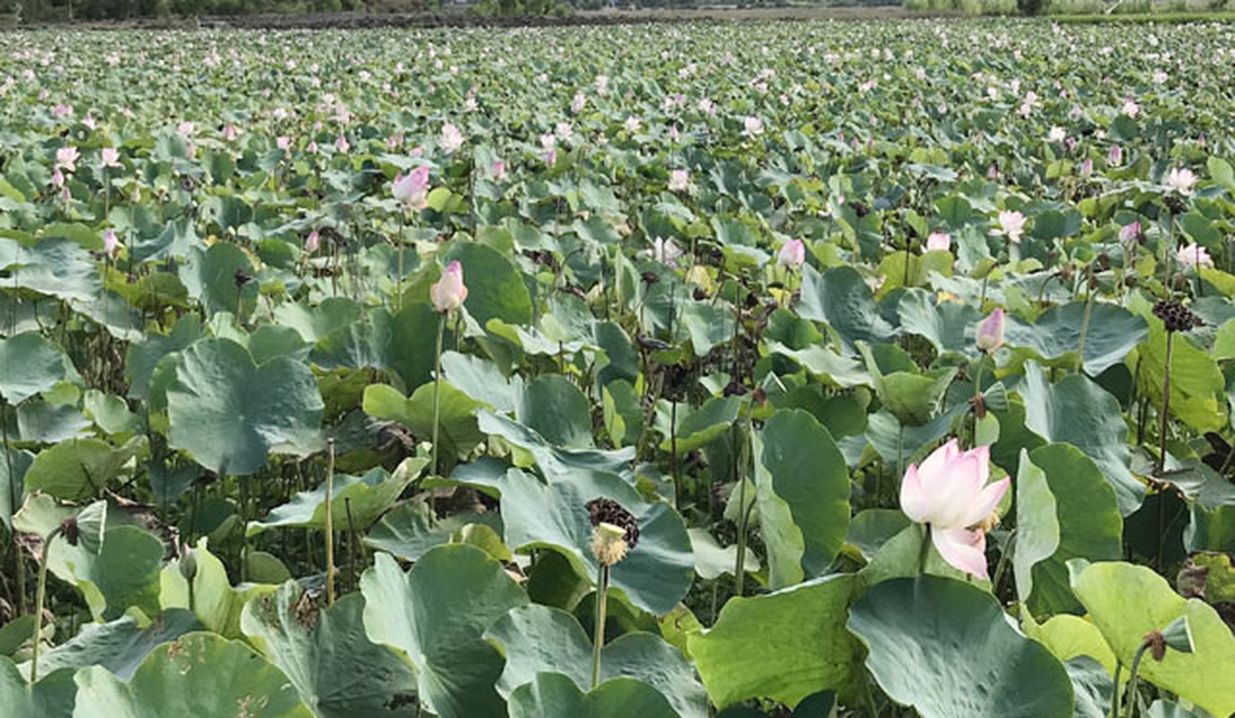 O vung cat nang nong lai co mot dam sen &quot;khung&quot; va dep vay