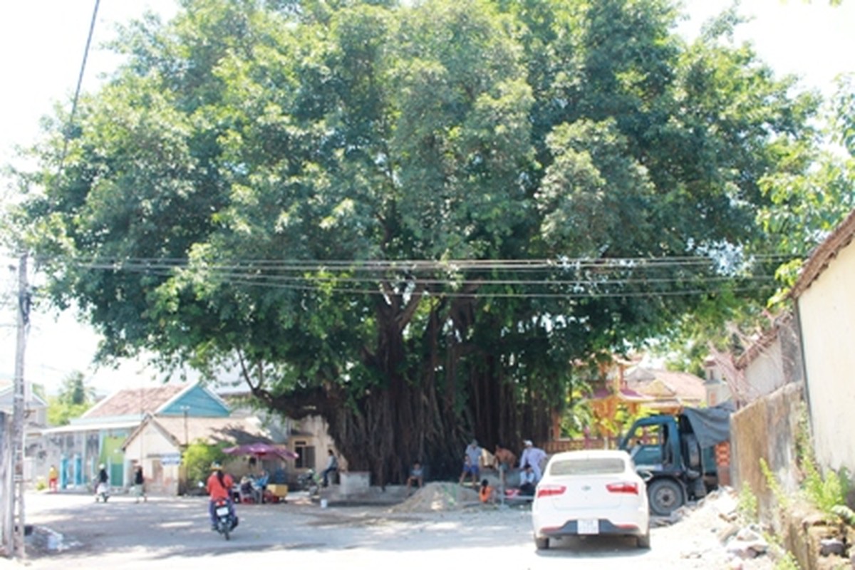 Khanh Hoa: La doi re cay hang tram tuoi chuyen mau trang khi mua