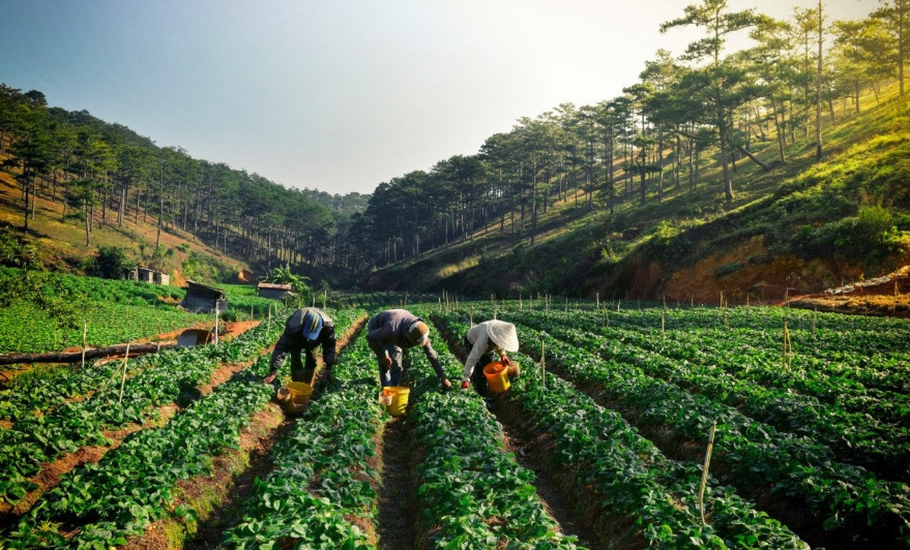 Da Lat mong mo trong &quot;Dau an Viet Nam&quot;-Hinh-3