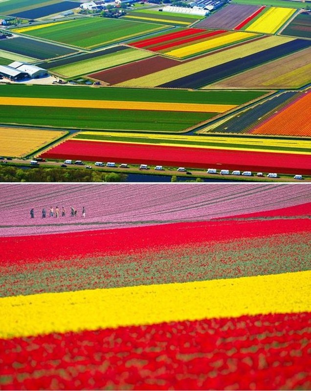 Dep vo cung nhung canh dong hoa tulip nhin tu tren cao