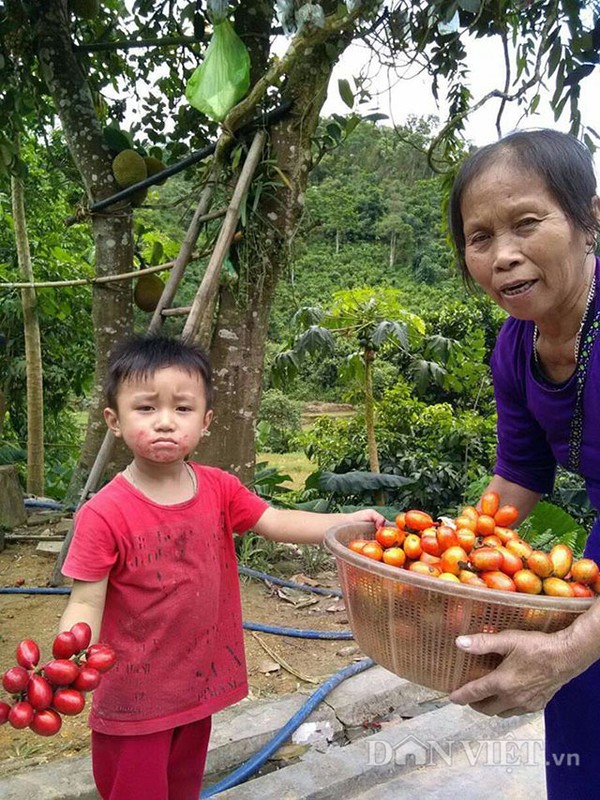 Cay qua mau do dep: Lo “tuyet chung” do chat ban cho Trung Quoc-Hinh-3