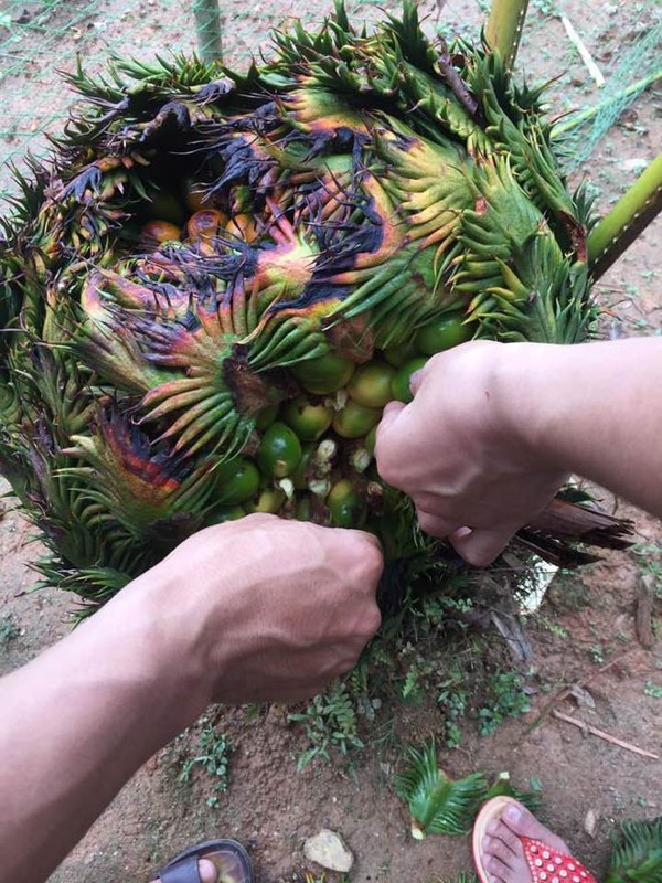 Chu nhan cay van tue “man de” vat trui qua, bieu khach toi xem-Hinh-2