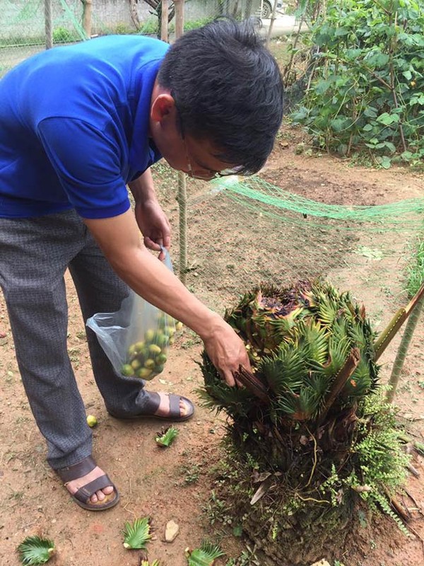 Chu nhan cay van tue “man de” vat trui qua, bieu khach toi xem-Hinh-3