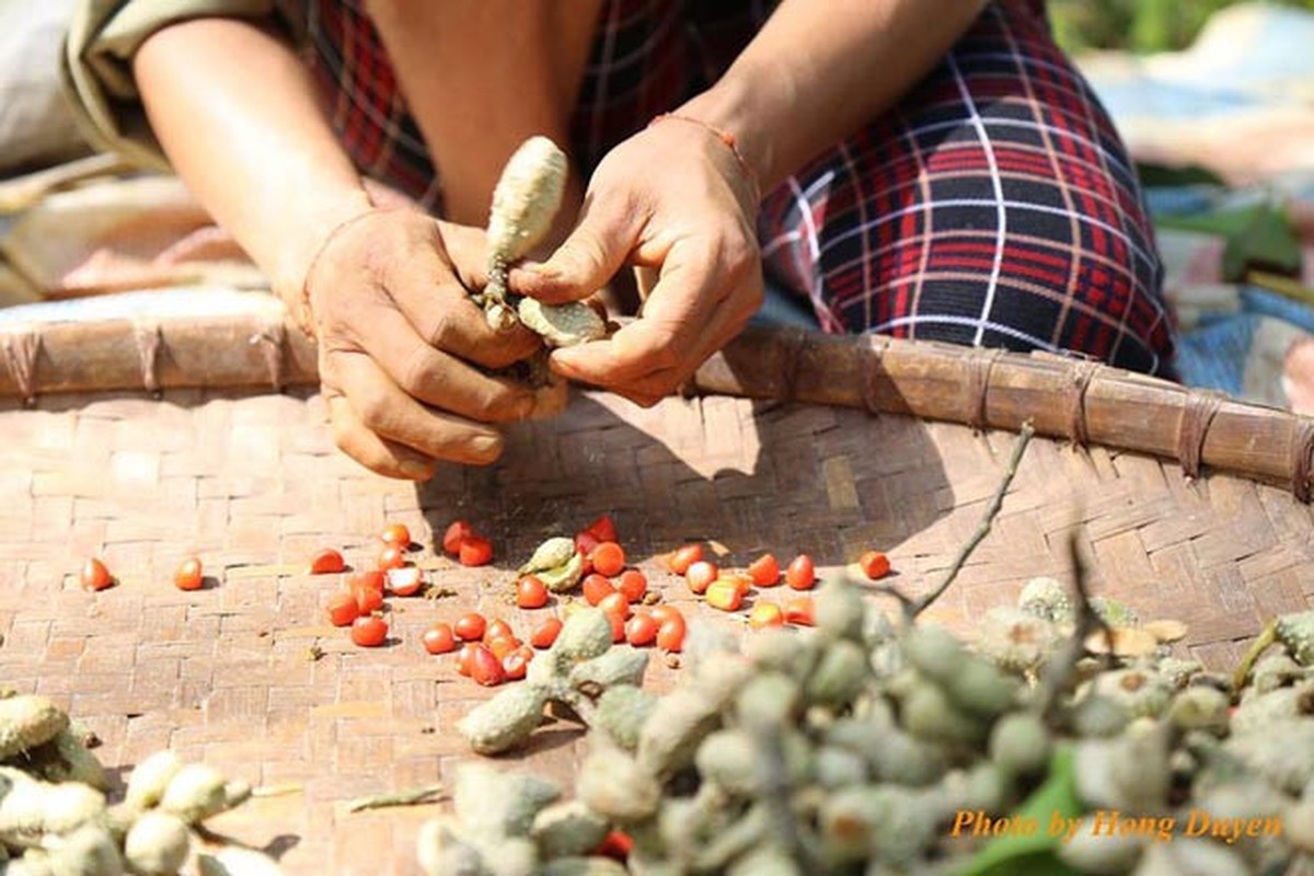 Mua hat doi o Hoa Binh: Mot cay doi doi ca... chi vang-Hinh-3