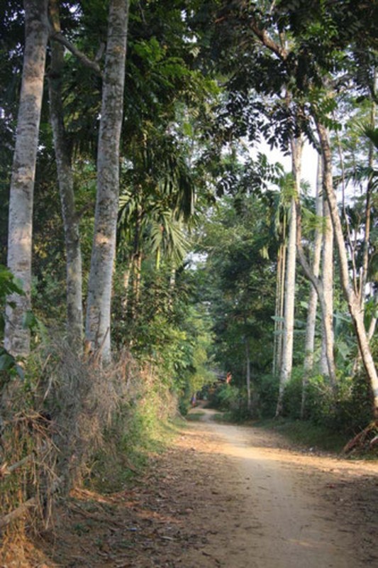 Mua hat doi o Hoa Binh: Mot cay doi doi ca... chi vang-Hinh-8