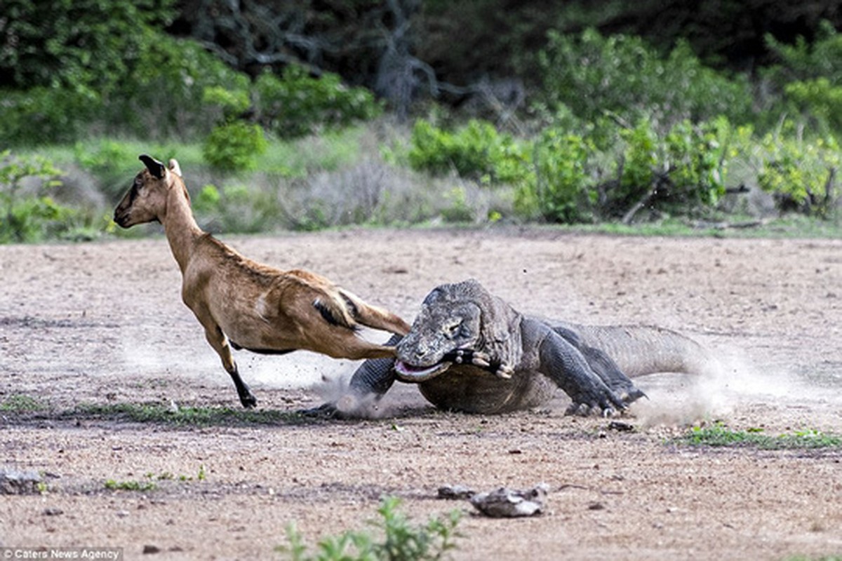 Chum anh rong Komodo tan cong con moi-Hinh-5