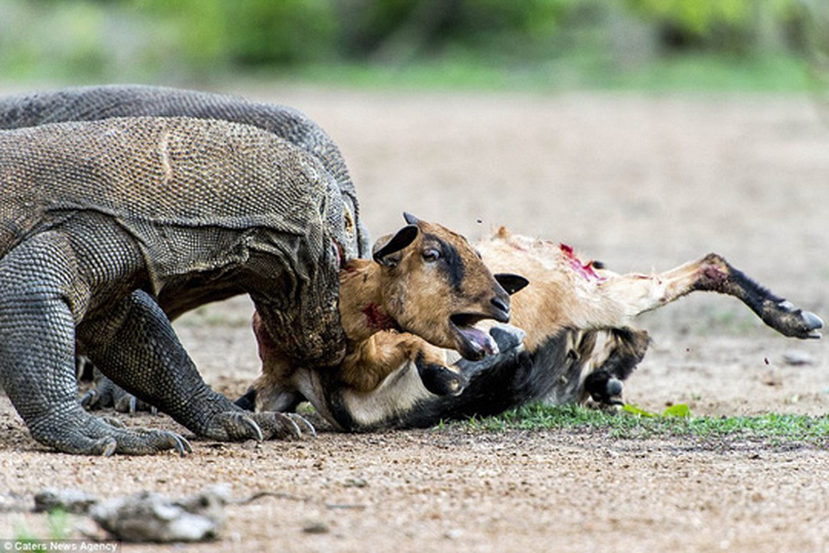 Chum anh rong Komodo tan cong con moi-Hinh-9