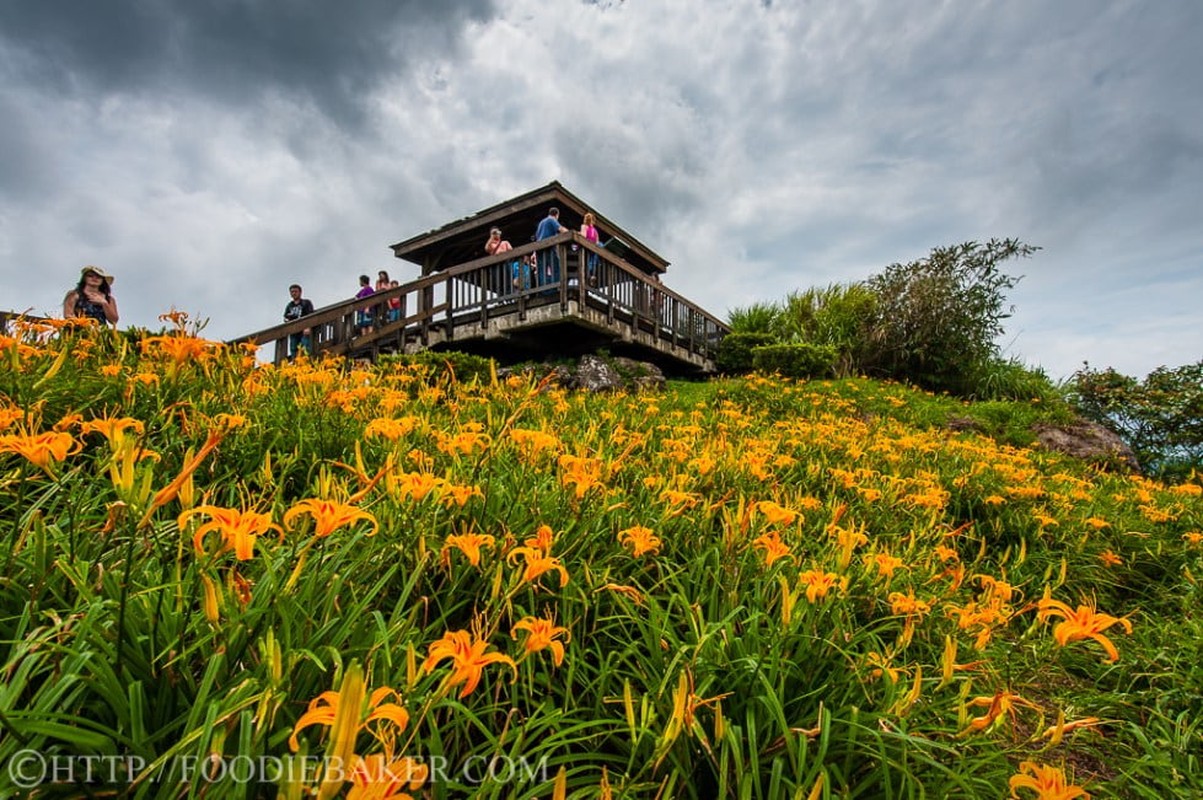 Choang ngop le hoi hoa lily lon nhat hanh tinh-Hinh-3