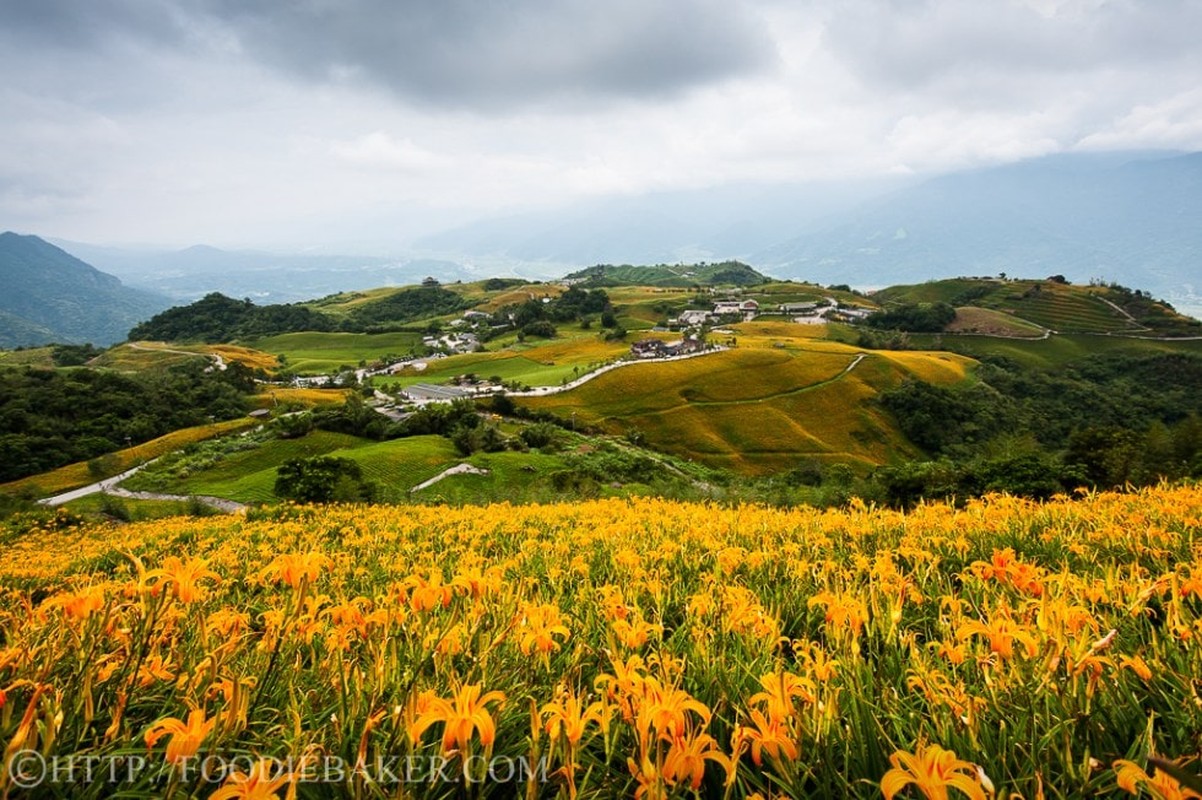 Choang ngop le hoi hoa lily lon nhat hanh tinh-Hinh-7