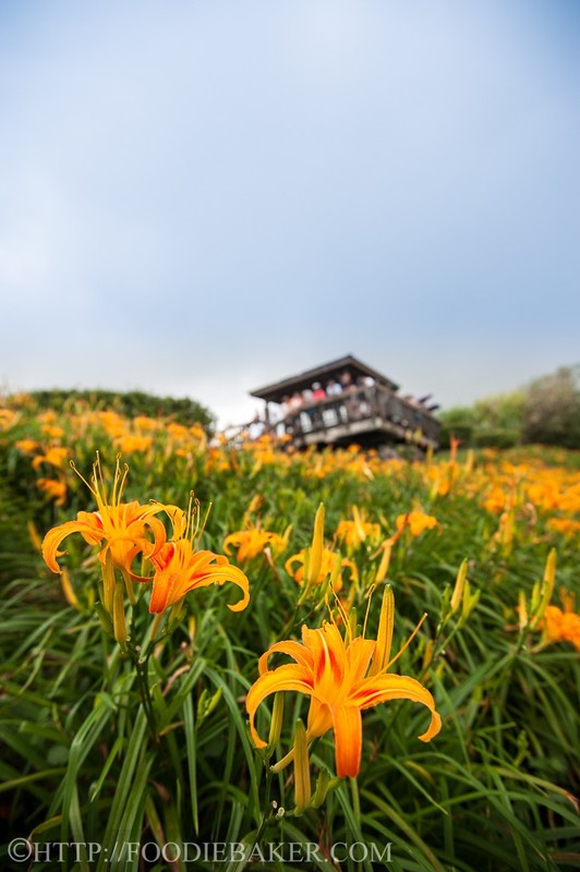 Choang ngop le hoi hoa lily lon nhat hanh tinh-Hinh-8