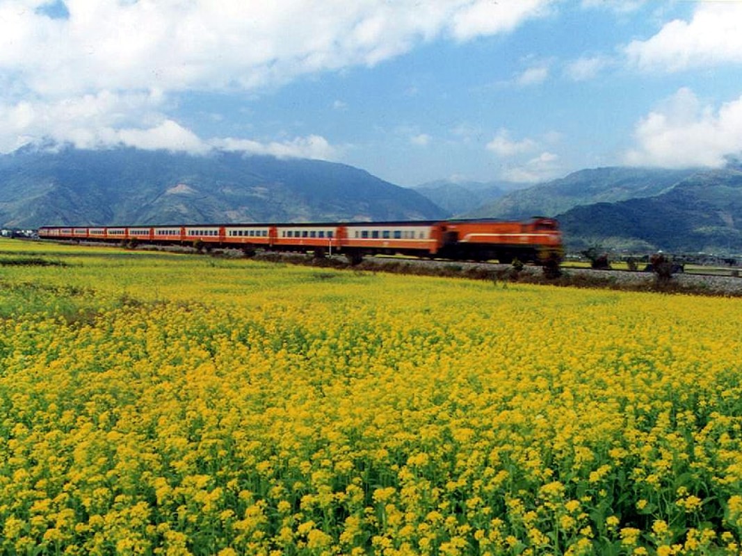 Choang ngop le hoi hoa lily lon nhat hanh tinh-Hinh-9