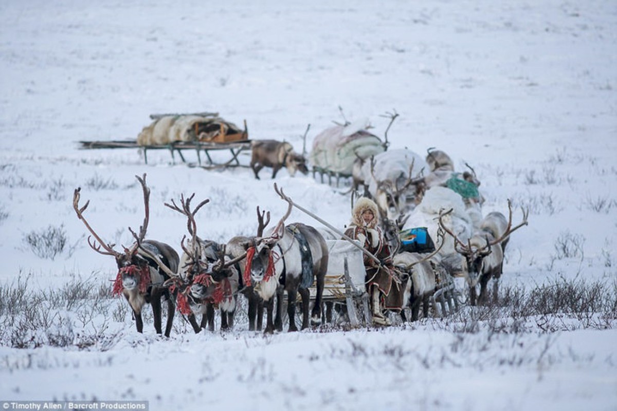 Cuoc song trong cai lanh thau xuong cua nguoi Nenets o Siberia-Hinh-5