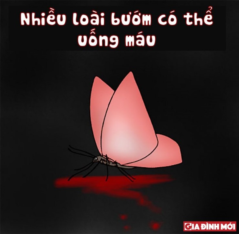 10 su that thu vi co the ban chua biet ve cac con vat-Hinh-6