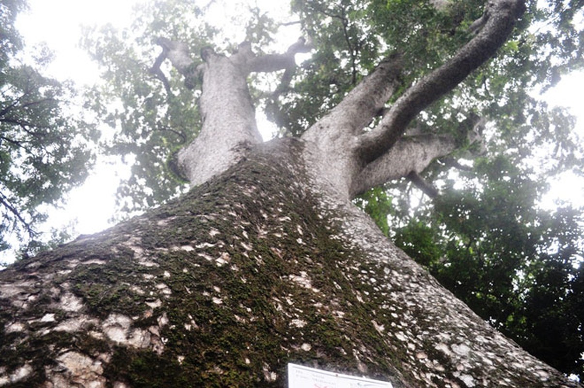 Ngam nhung &quot;cay than&quot;, tien ty cung khong mua noi o Sai Gon-Hinh-7