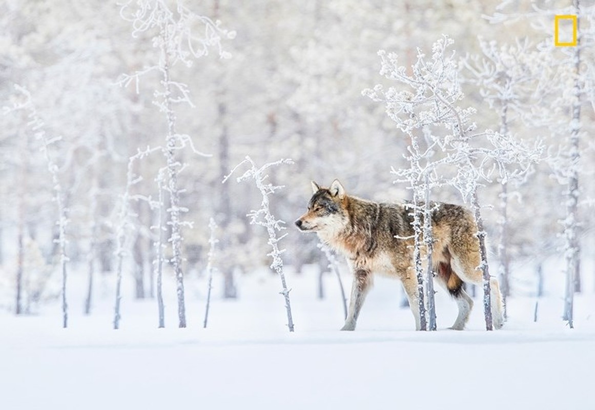 Chiem nguong thien nhien dep me hon qua anh National Geographic-Hinh-7