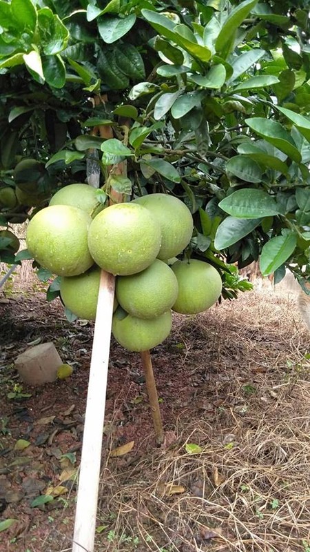 Buoi qua sai, di chong cay, giu qua cung met nhoai-Hinh-2