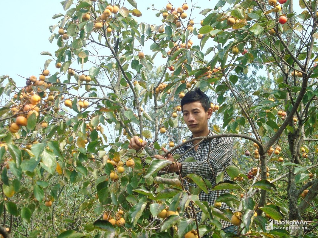 Nhung vuon hong sai qua, dan hai moi tay khong xue o xu Nghe-Hinh-7