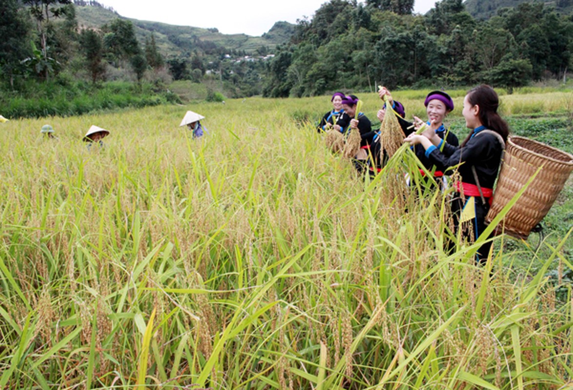 Thom nuc com nep mua thu o noi cao 1.500m dat Bac Ha-Hinh-2